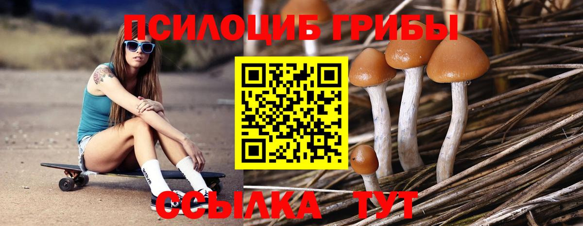 Псилоцибиновые грибы Psilocybe Владимир